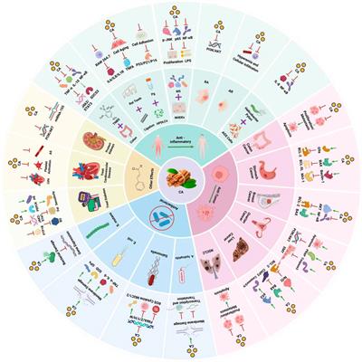 Advances in pharmacological effects and mechanism of action of cinnamaldehyde